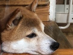 -是阿柴呀！柴犬咖啡·爱喵喵猫咖