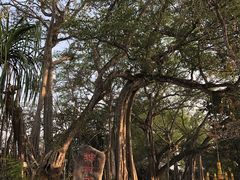 -瑞丽独树成林风景区