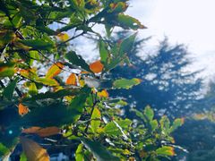 -公主楼
