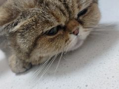 -瑞派康怡24h宠物医院·犬猫医疗中心·微创绝育(瑞景分院)
