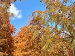 -上海海湾国家森林公园