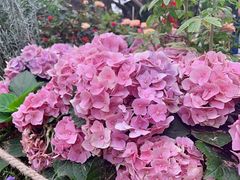 -人民公园(罗湖区)