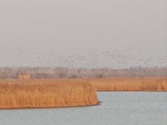 -盐城丹顶鹤湿地生态旅游区