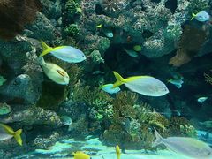 -上海海洋水族馆