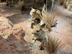 -陕西自然博物馆