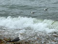 -星海湾跨海大桥