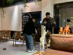 大堂-柴务处·柴犬主题狗咖