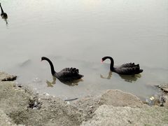 -西山漾湿地公园