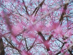 -新建村梅花