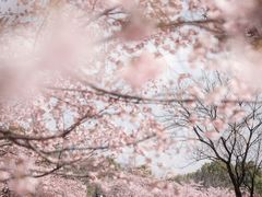 -顾村公园