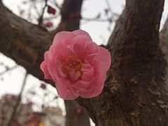 -秦始皇帝陵博物院-丽山园