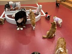 -和它·交个朋友·狗咖猫咖(爱琴海店)