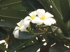 -Let's Relax Spa(Phuket 3rd Street)