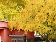 -三里屯东五街银杏大道