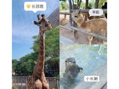 -灵玲国际马戏城