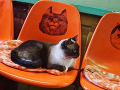 -猫咪博物馆(顶澳仔猫街店)