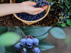 -金谷域澳洲庄园