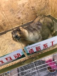 -萌宠家互动乐园