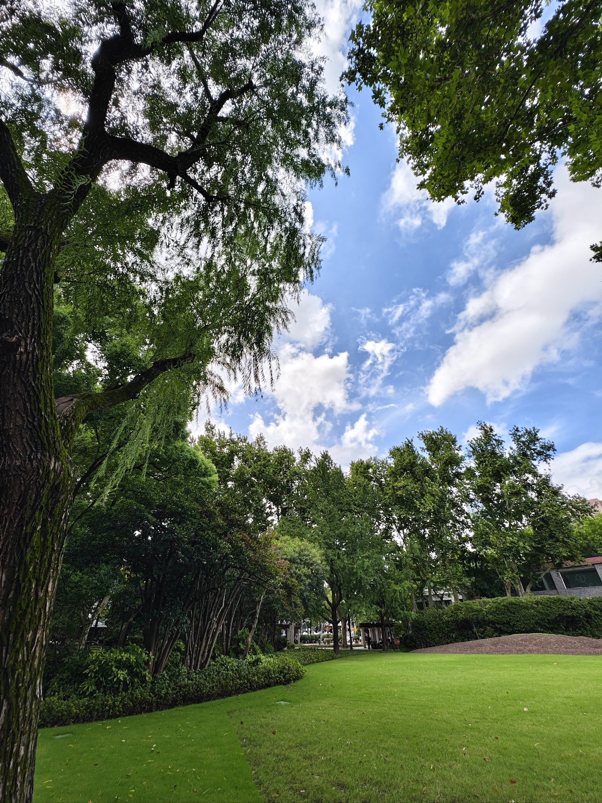 大片的绿色草坪 和蓝天白云呼应
