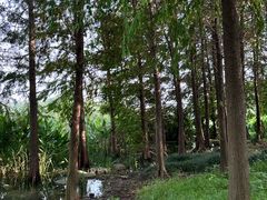 -长广溪湿地公园