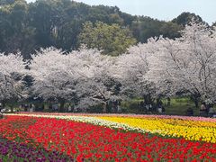 -苏州上方山国家森林公园