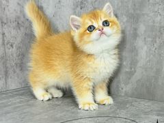 -小猫来了·猫舍(红山六九七九店)