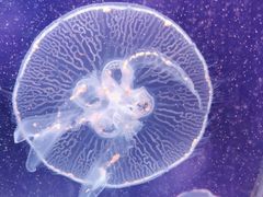 -芜湖新华联大白鲸海洋公园
