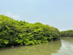-大湾区中央湿地公园
