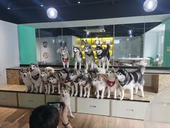 -Husky Go! 哈士奇体验馆·宠物咖啡厅狗咖