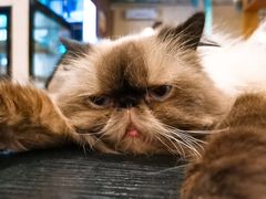 -猫小院猫主题咖啡厅(北锣店)