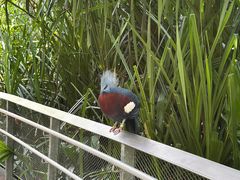 -新加坡飞禽公园