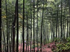 -上海佘山国家森林公园天马山园