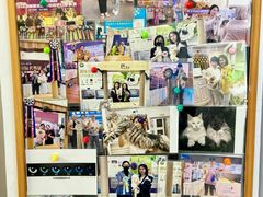 -青奢宠物·青奢猫舍