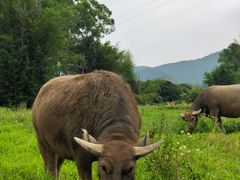 -风云岭森林公园