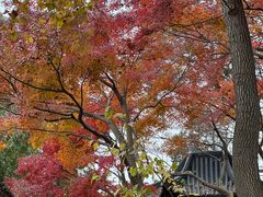-松鹤楼(山塘街店)