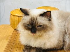 -楼上猫咖(罗湖店)