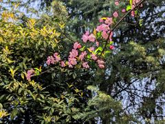 -铁山坪森林公园