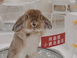 -Moni星球萌宠·小马宝莉·灵蛇·高端高阶全萌宠互动体验俱乐部(红豆国际广场店)