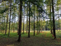 -黄海国家森林公园