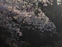 -武汉大学-樱园