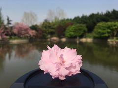 -嘉定紫藤园