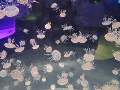 -海合安武汉极地海洋公园