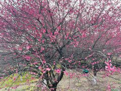 -九里河湿地公园