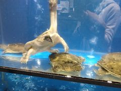 -盒马鲜生(皇庭广场店)