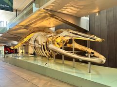 -墨尔本博物馆(Melbourne Museum)