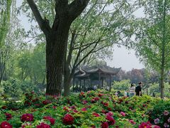-石家庄市植物园