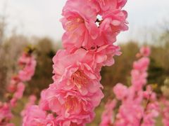 -永定河休闲森林公园