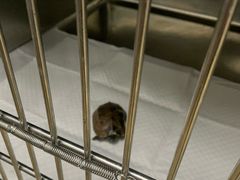 -瑞派·关忠动物医院·异宠专科·犬猫肿瘤·皮肤专科(望京店)