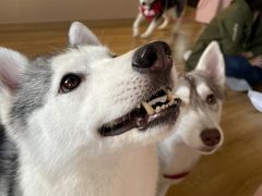 -Husky Go! 哈士奇体验馆·宠物咖啡厅狗咖