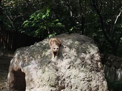 -上海野生动物园